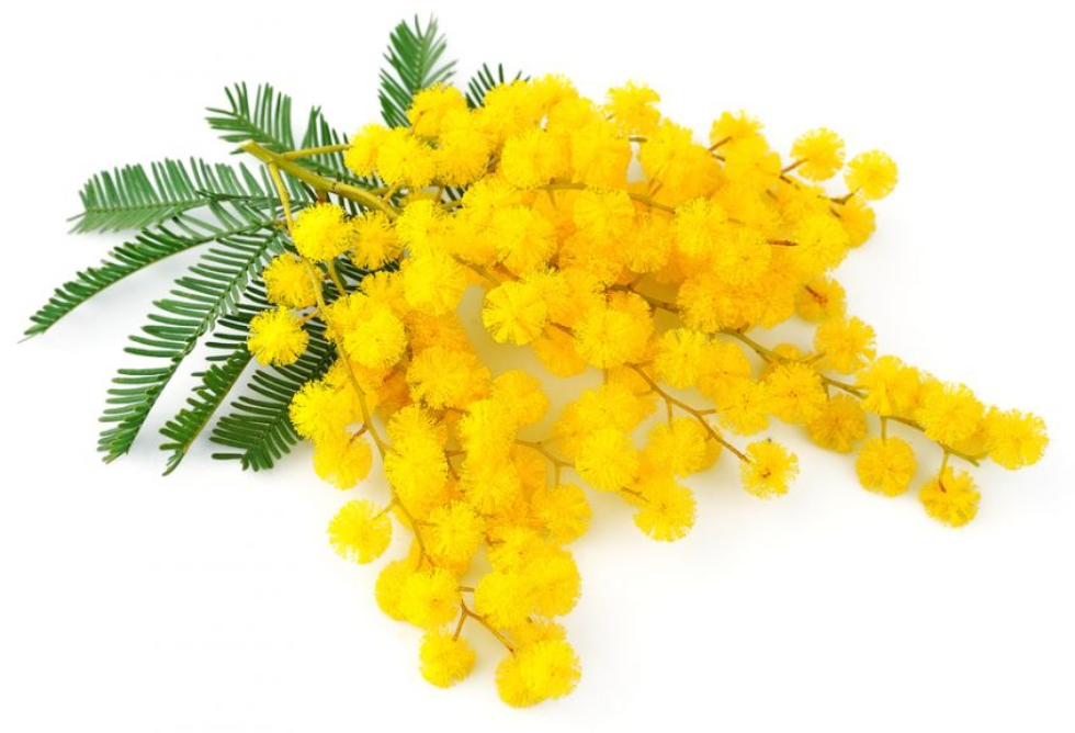 8 marzo festa della donna, 