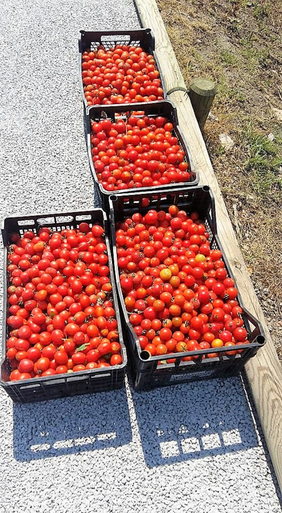 Pomodori + Volontariato = Futuro