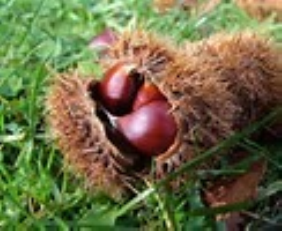 Escursione ad Altomonte con arrosto di castagna